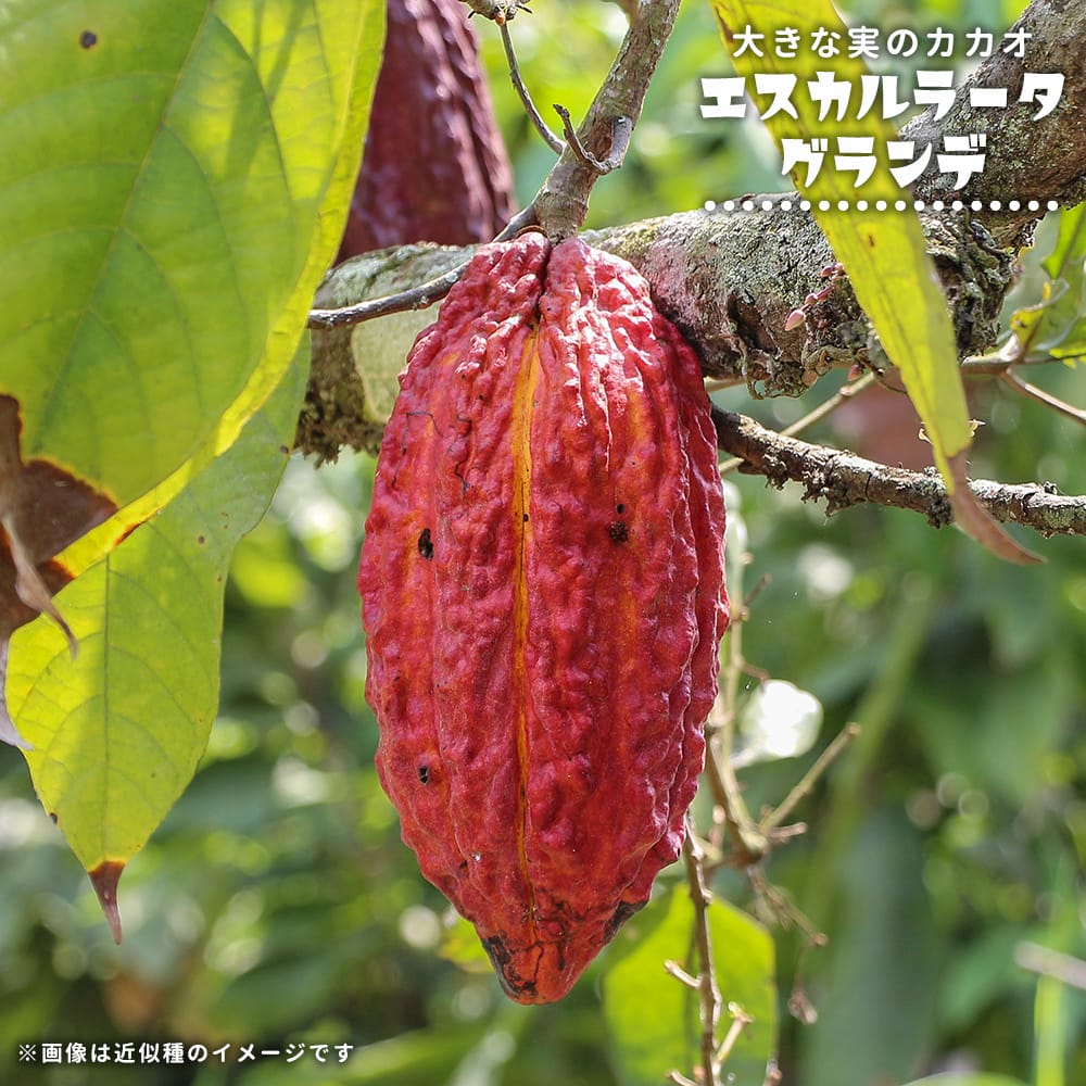 カカオ エスカルラータ グランデ 苗 販売 苗木部 By 花ひろばオンライン