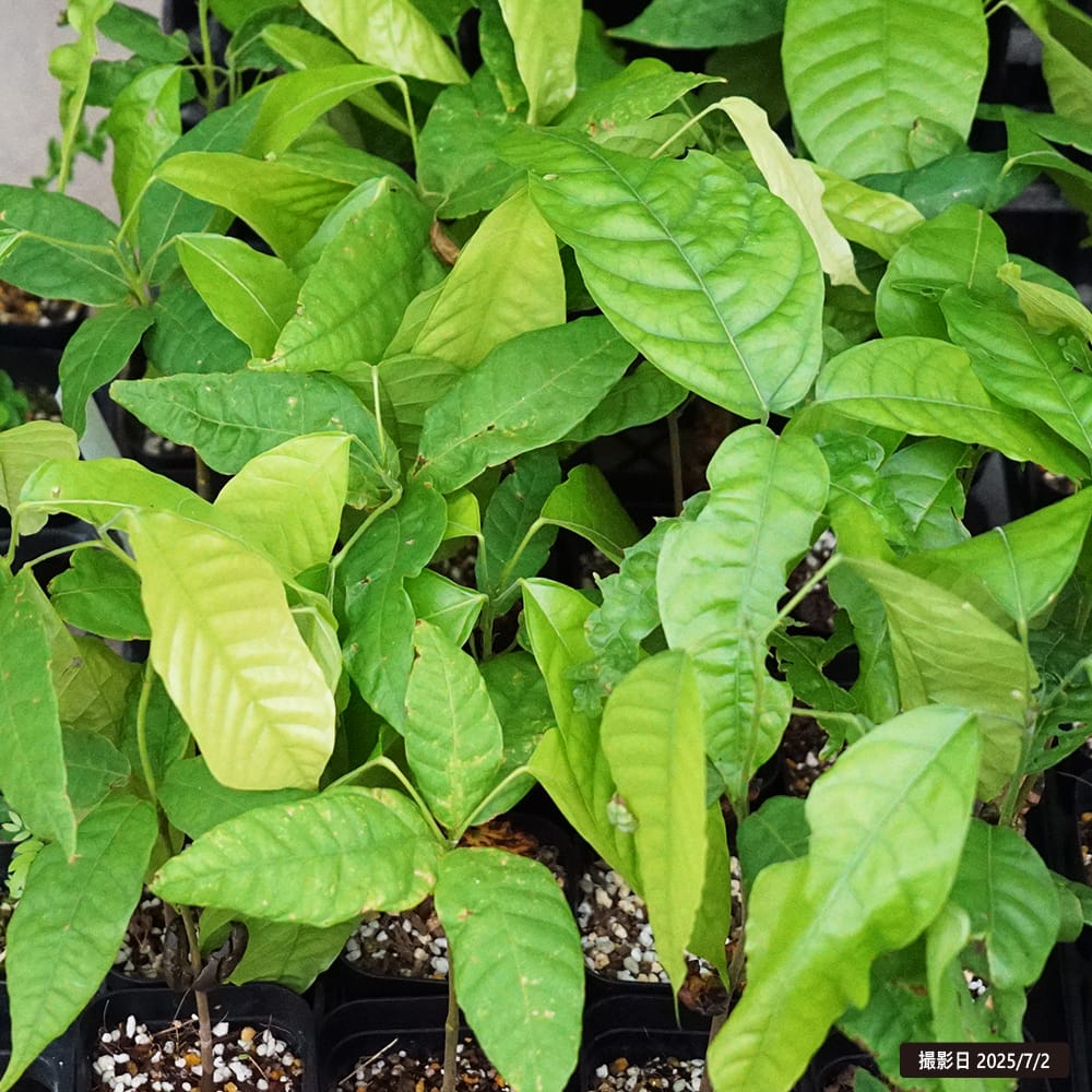 カカオ エスカルラータ グランデ 2