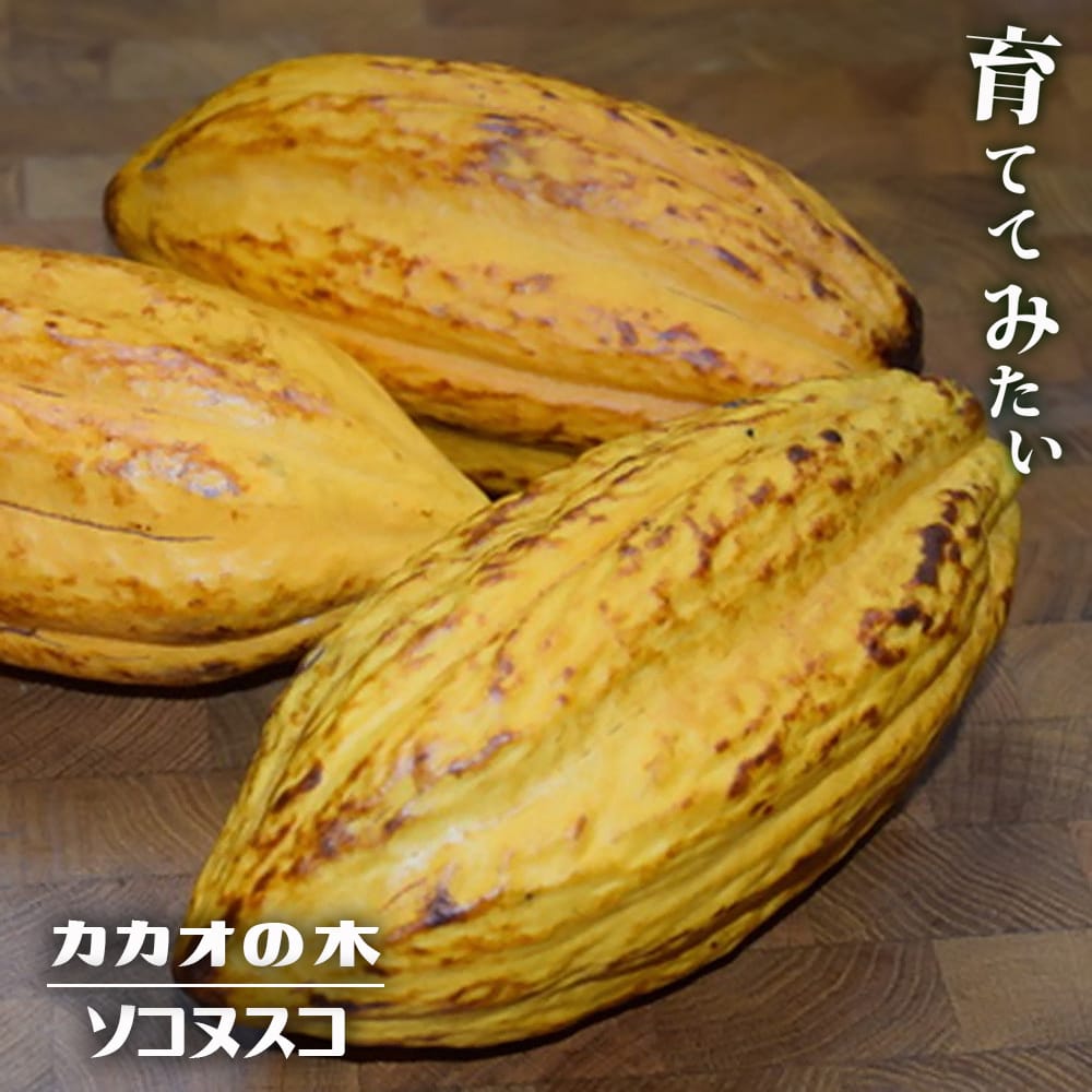 カカオ トリニタリオ種 ソコヌスコ 苗 販売 苗木部 By 花ひろばオンライン
