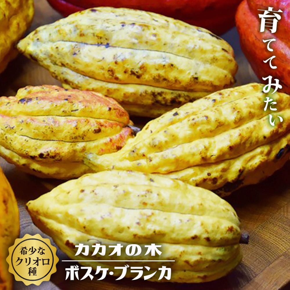 カカオ クリオロ種 ボスケ ブランカ 苗 販売 苗木部 By 花ひろばオンライン