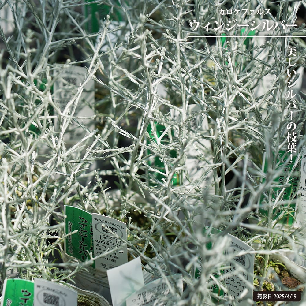 カロケファルス ウィンジーシルバー  