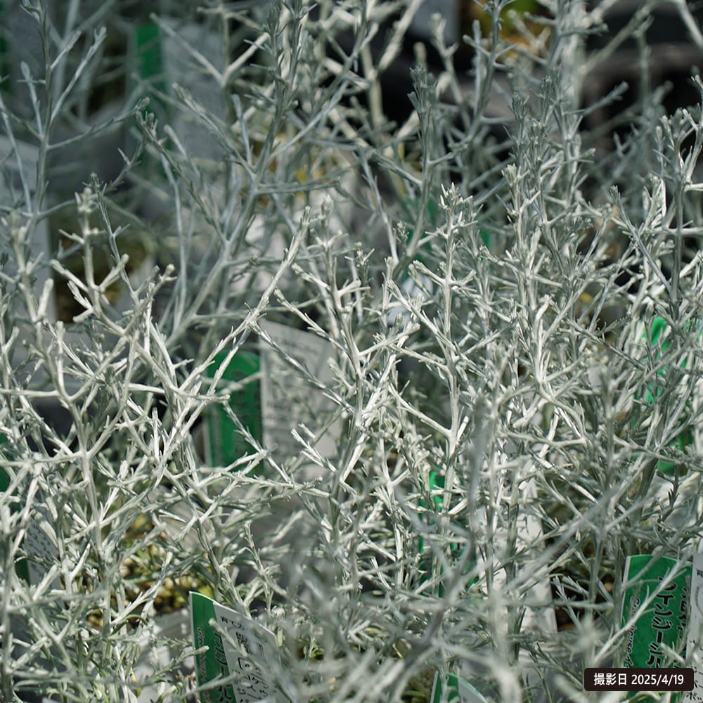 カロケファルス ウィンジーシルバー  1