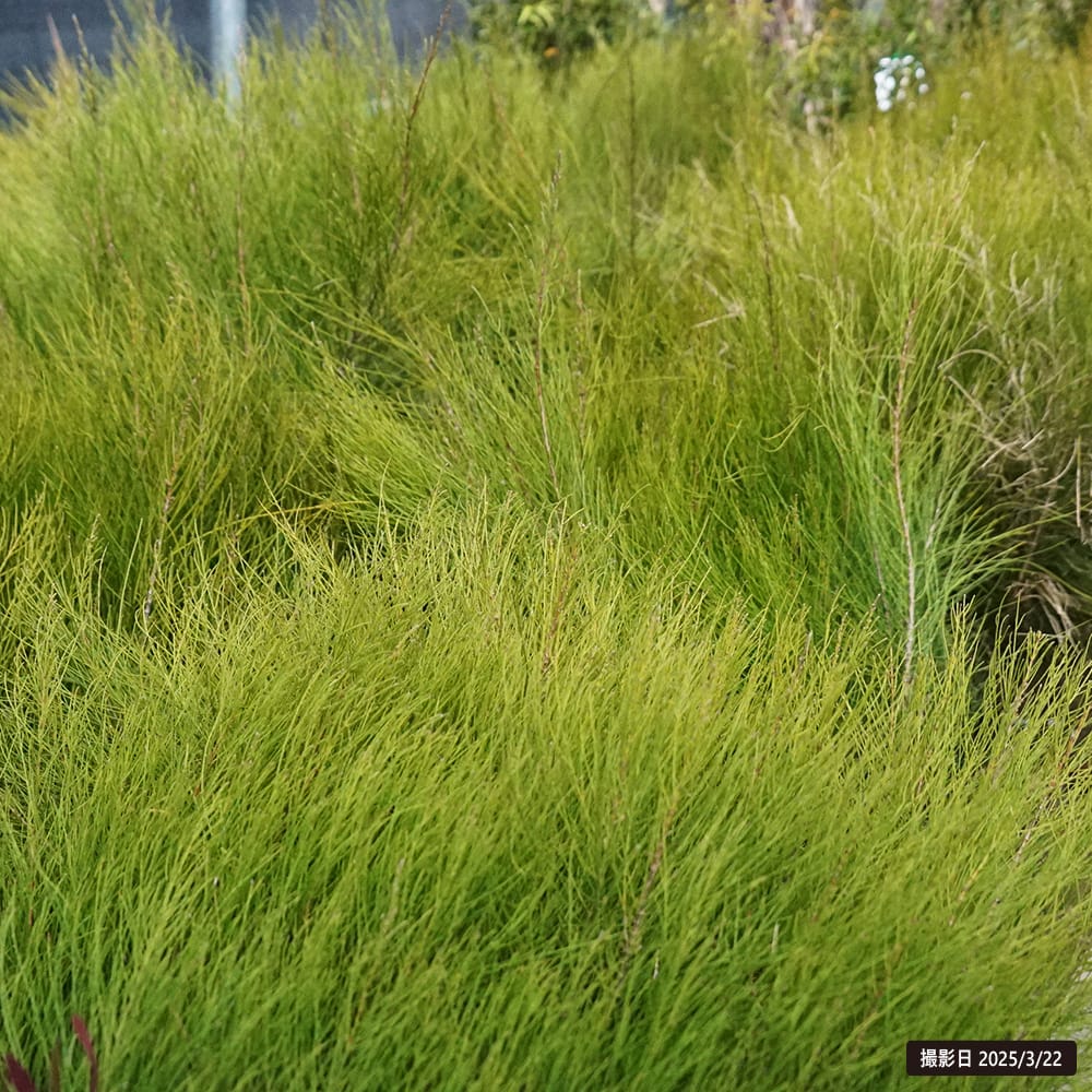 モクマオウ タマモクマオウ 苗 育て方 苗木部 By 花ひろばオンライン