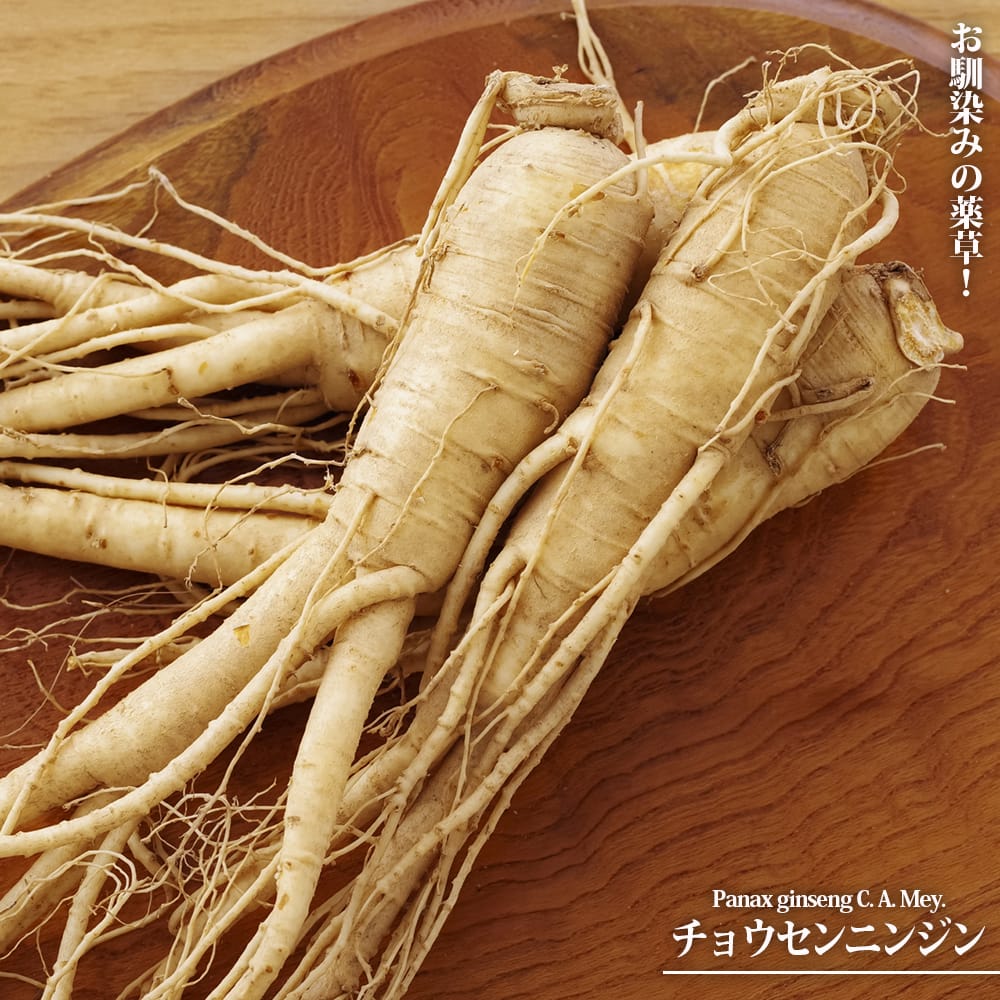 チョウセンニンジン 苗 販売 苗木部 By 花ひろばオンライン