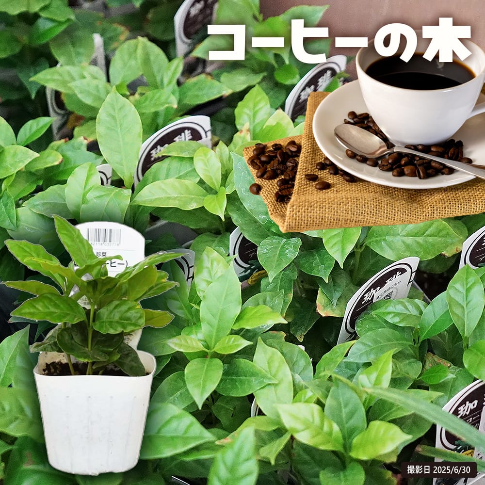 コーヒーノキ ブルーマウンテン 