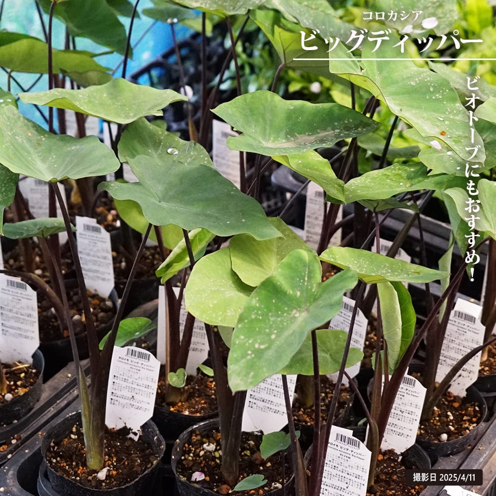 コロカシア ビッグディッパー 