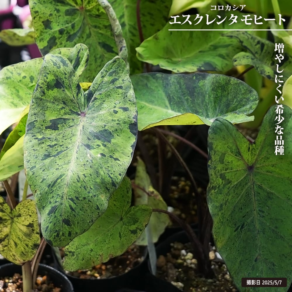コロカシア エスクレンタ モヒート 