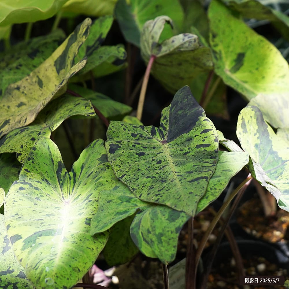 コロカシア エスクレンタ モヒート 1