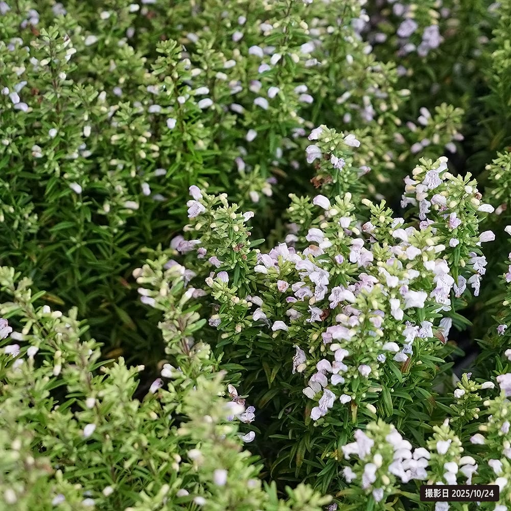 ワイルドローズマリー ワイルドローズマリー 1