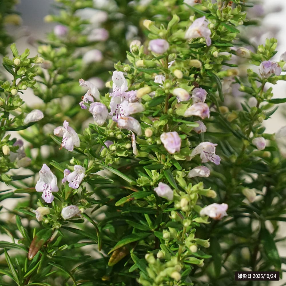 ワイルドローズマリー ワイルドローズマリー 3