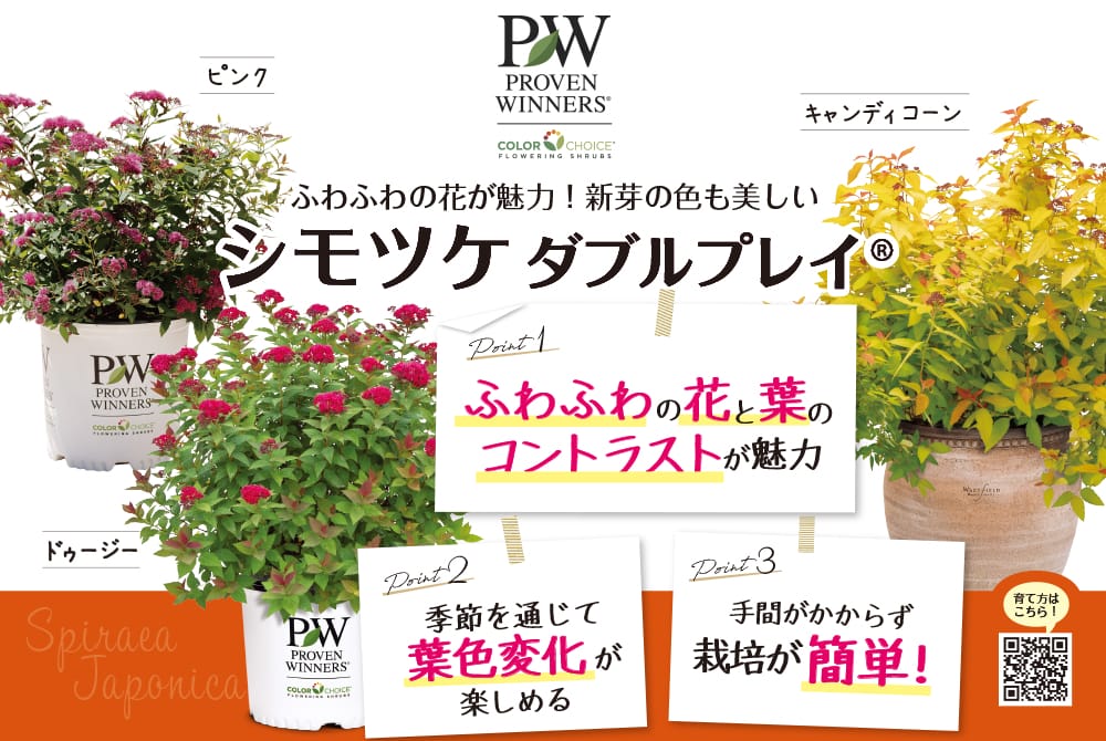 シモツケ ダブルプレイ ピンク 3