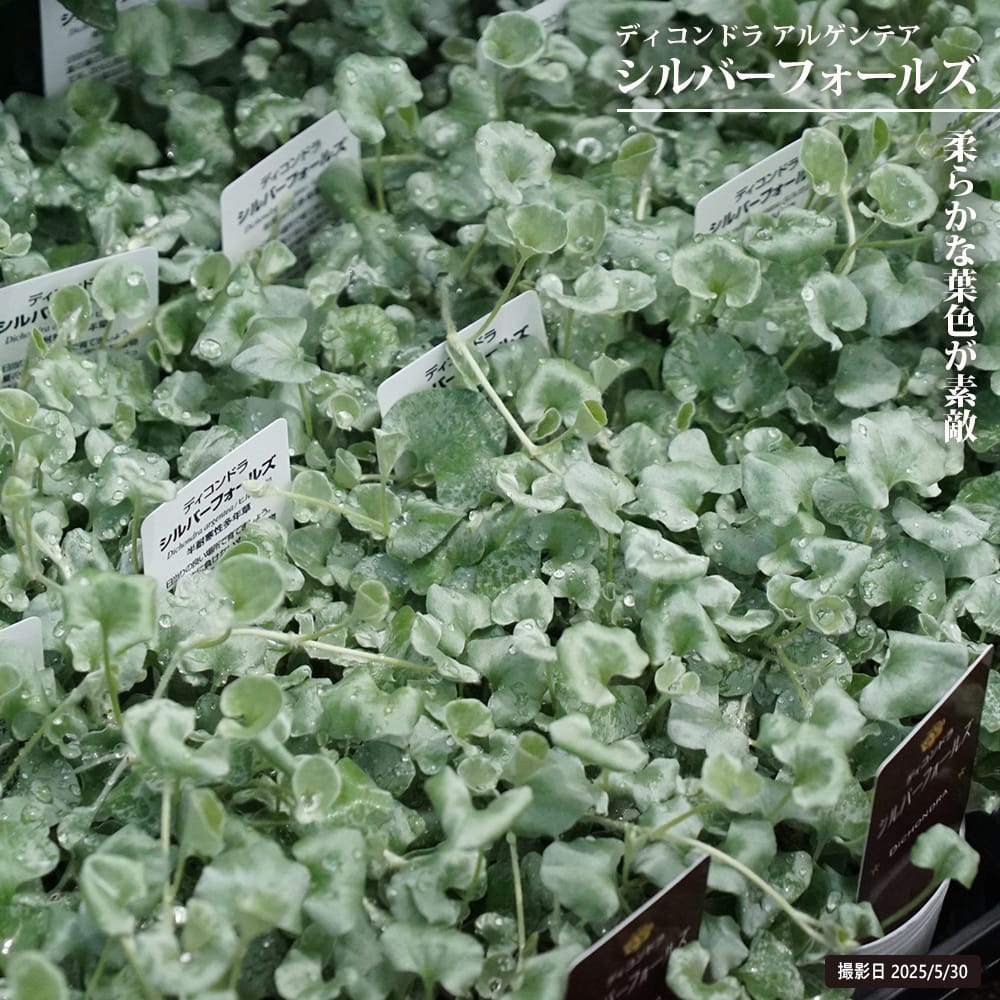 ディコンドラ シルバーフォールズ 