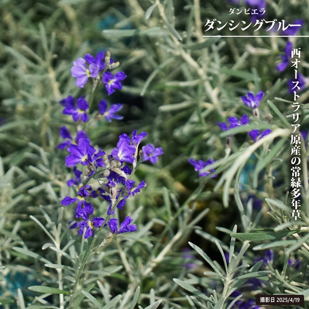 ダンピエラ ダンシングブルー 