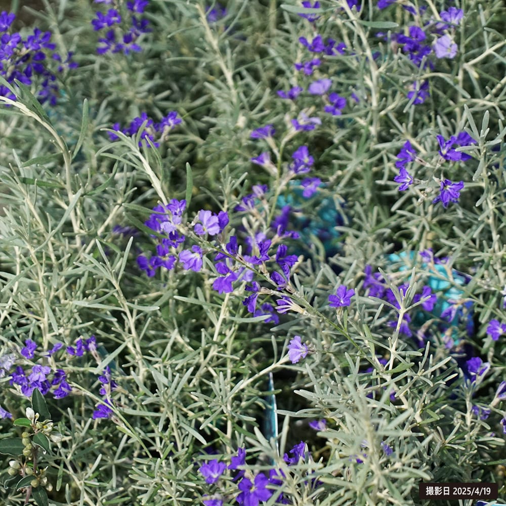 ダンピエラ ダンシングブルー 1