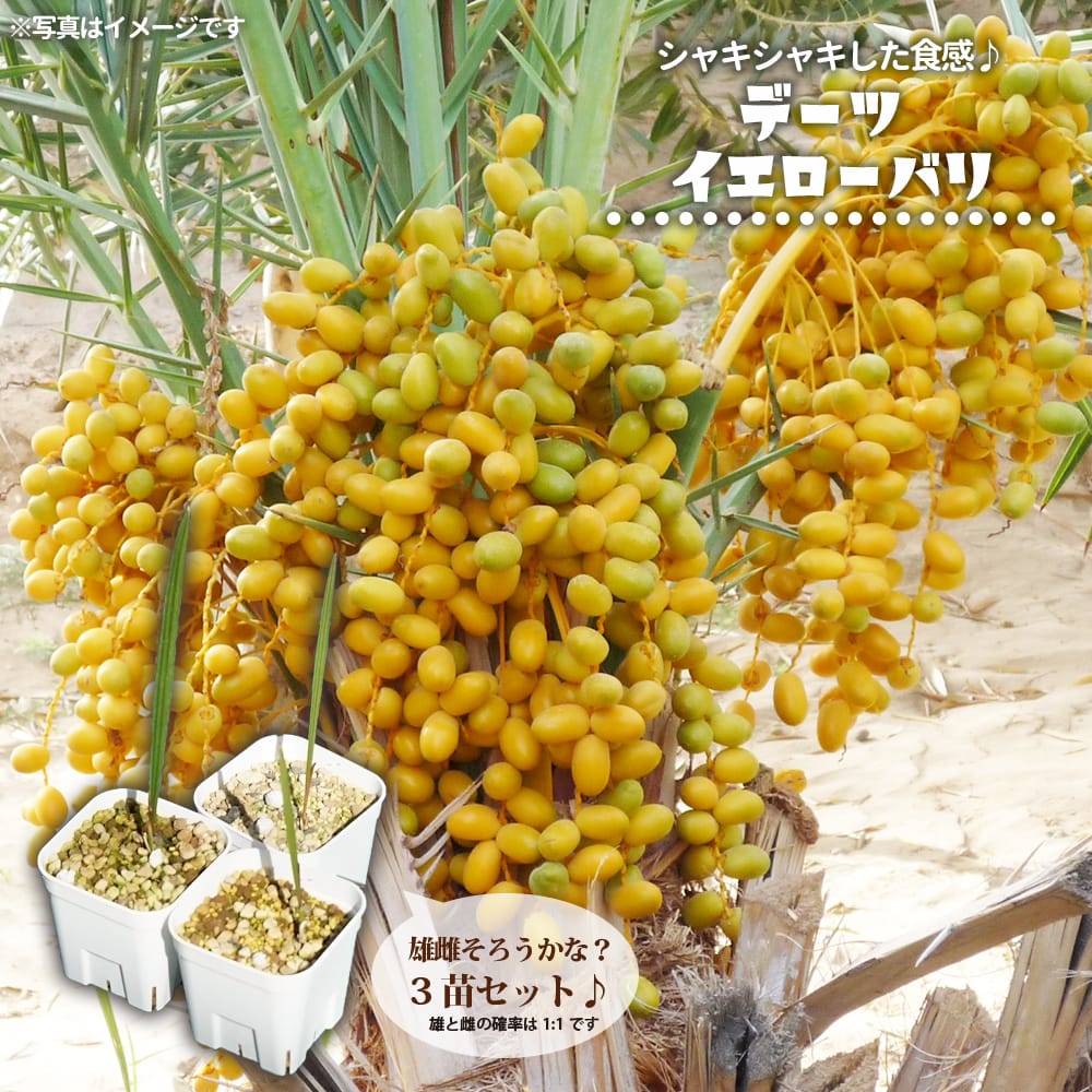 デーツパーム イエローバリ 