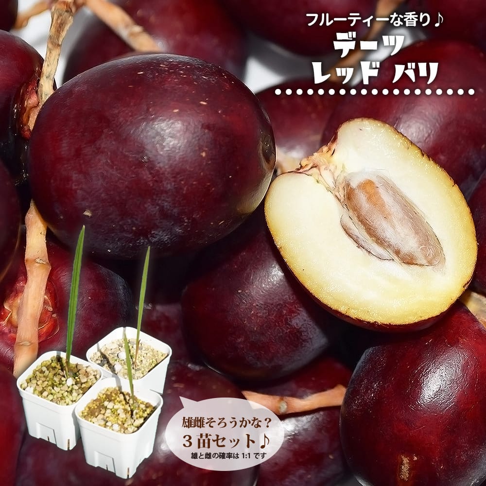 デーツパーム レッドバリ 