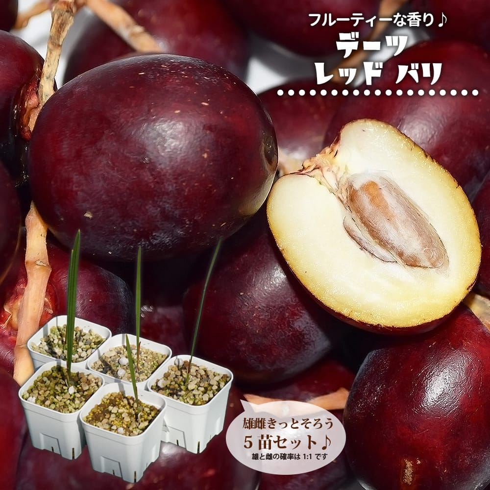 デーツパーム レッドバリ 