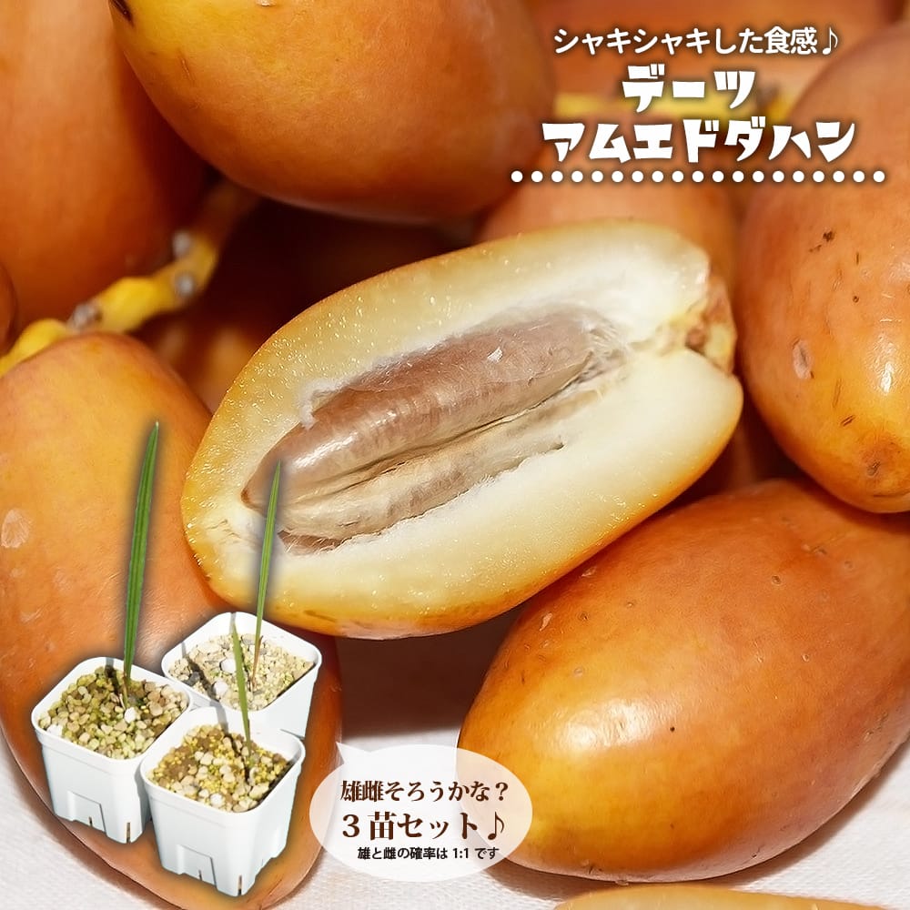 デーツパーム アムエドダハン 