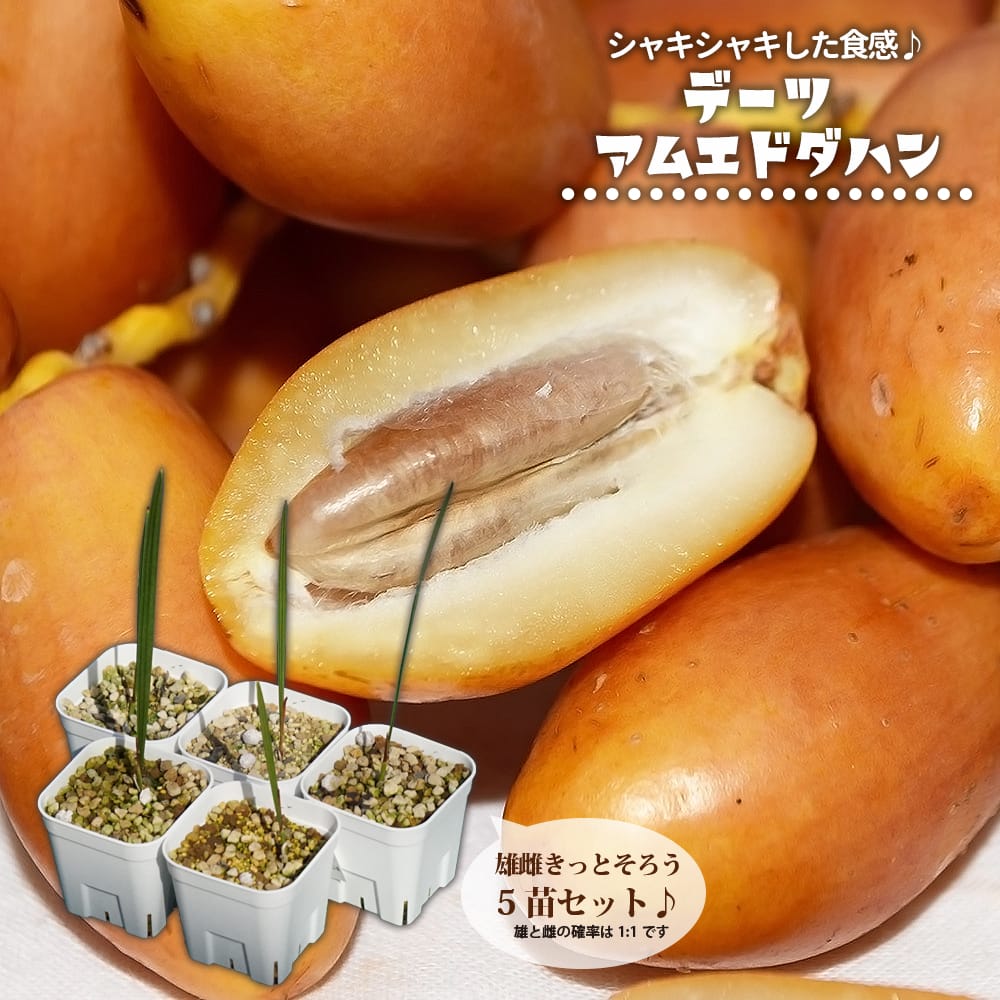 デーツパーム アムエドダハン 