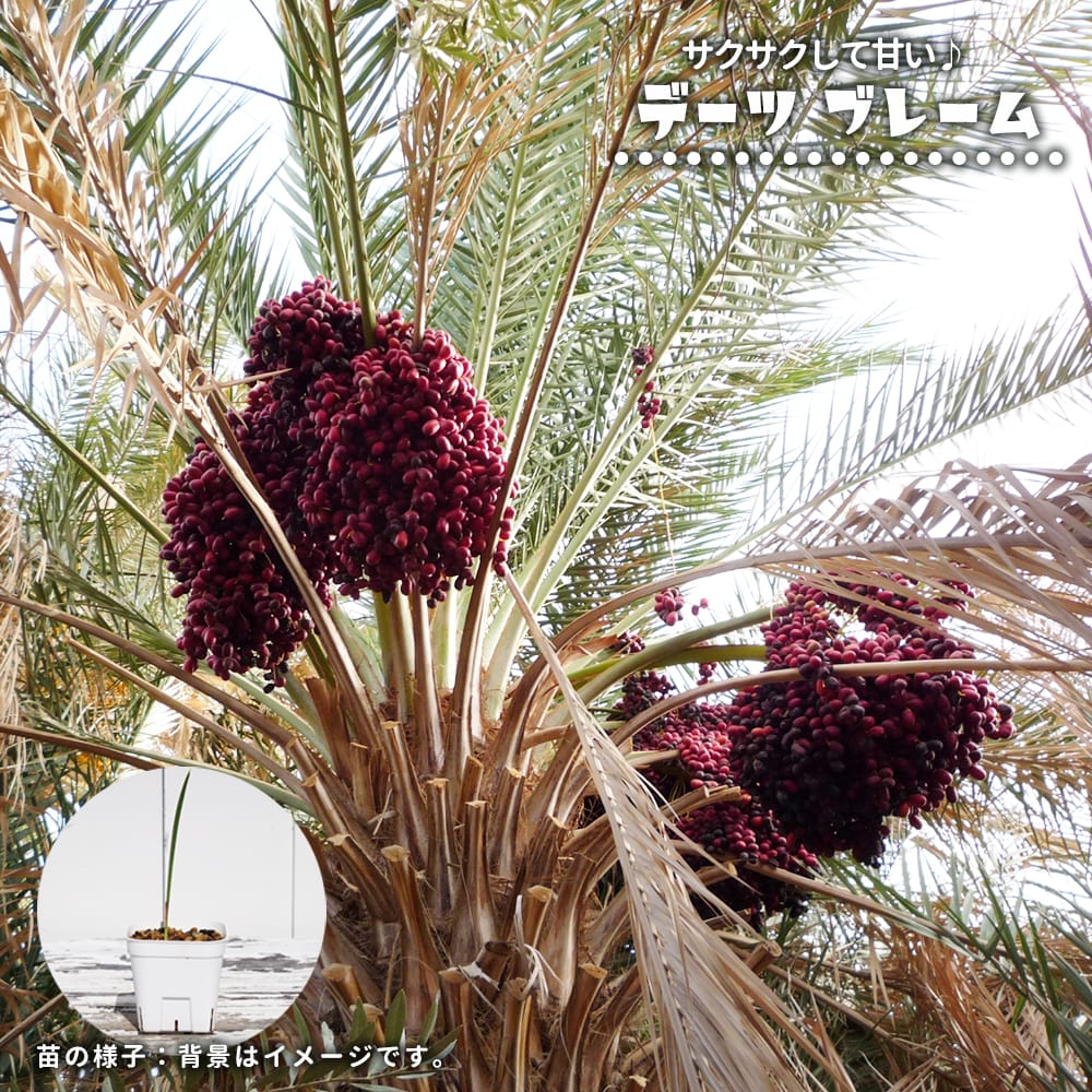 デーツパーム ブレーム 