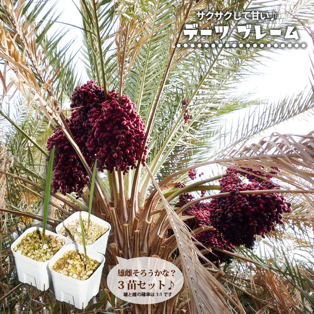 デーツパーム ブレーム 
