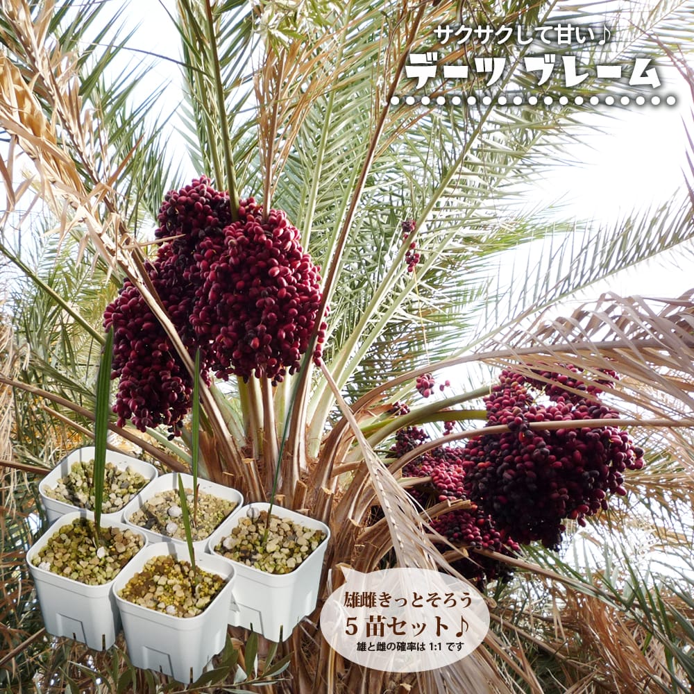 デーツパーム ブレーム 