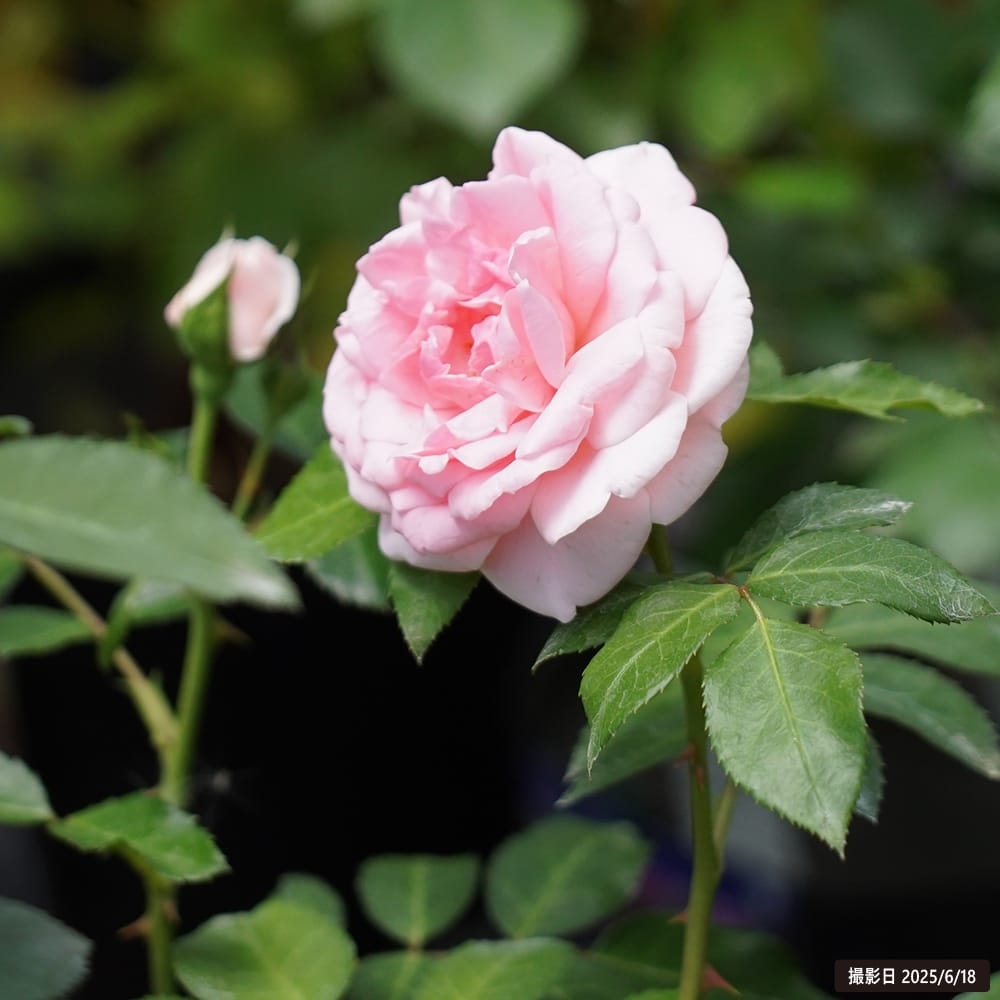 バラ コンテスドゥセギュール 1