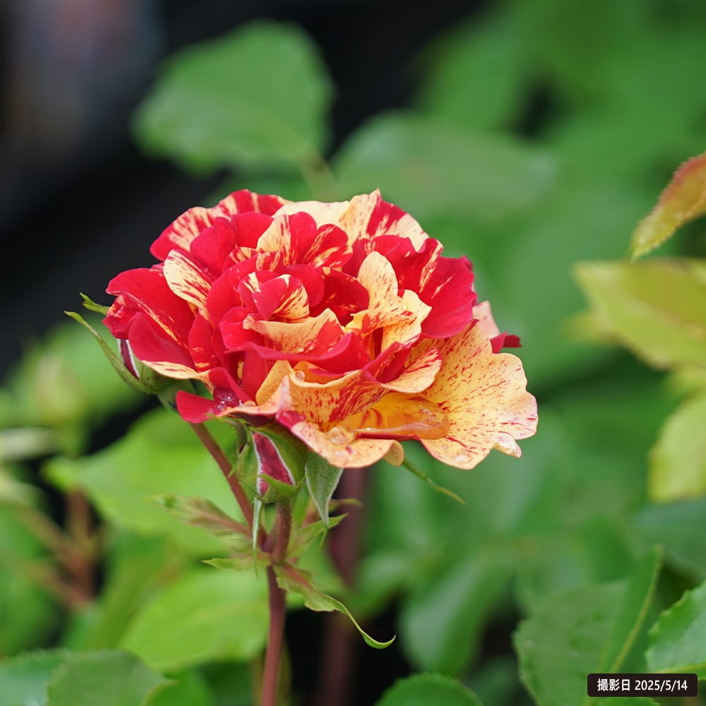 バラ エドガー ドガ S シュラブ （半つるバラ） 苗 販売 苗木部 By 花