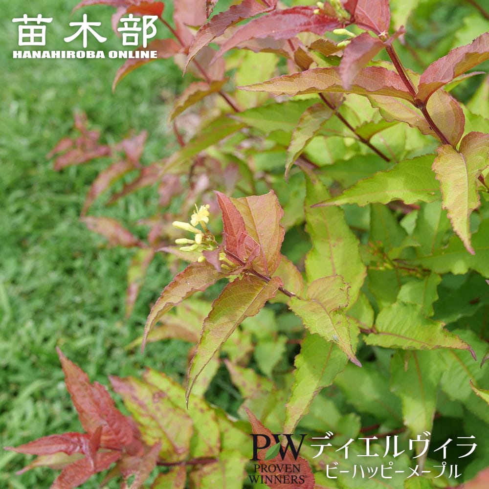 ディエルヴィラ ビーハッピーメープル 