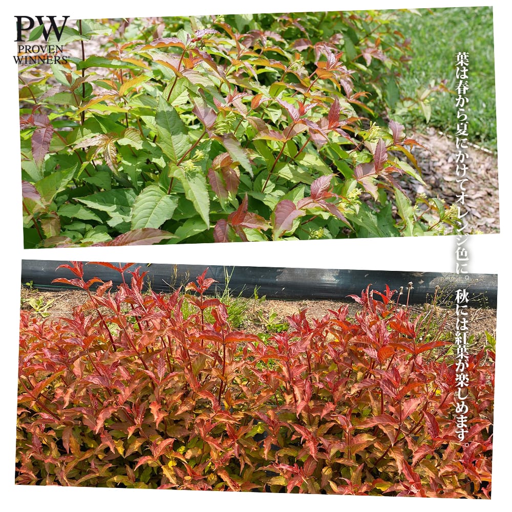 ディエルヴィラ メープル 3