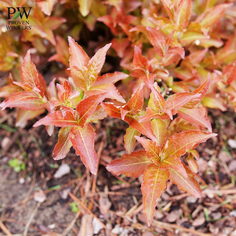 ディエルヴィラ メープル 4