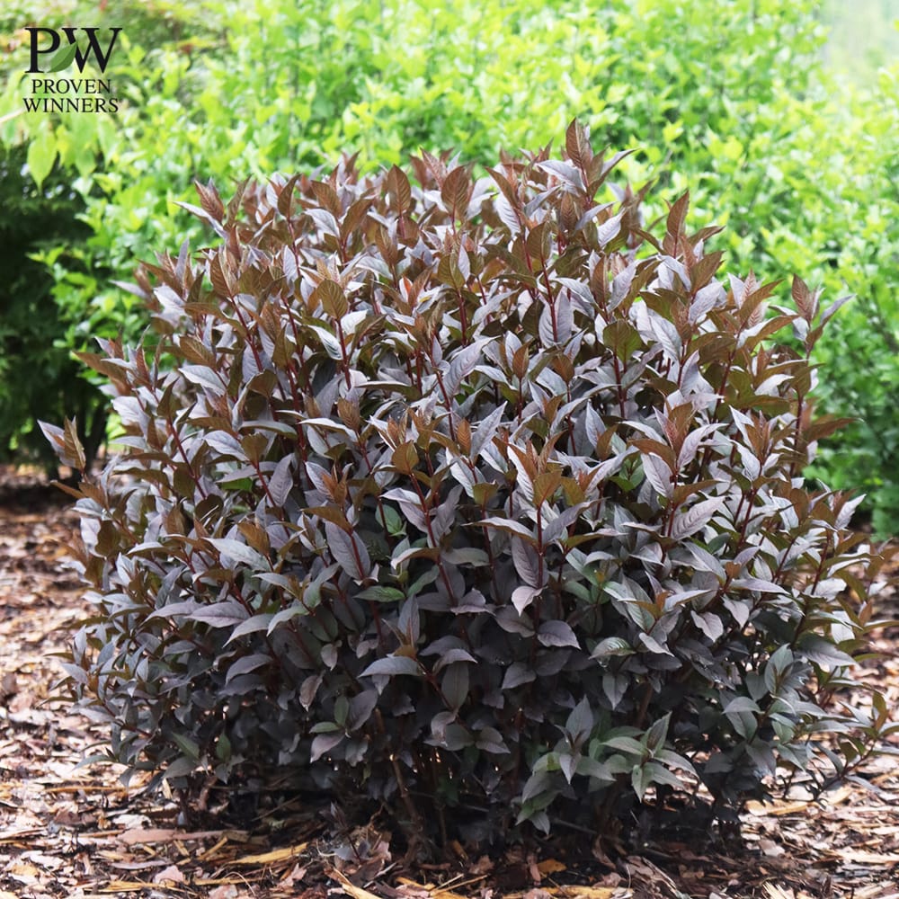 ディエルヴィラ ショコラ 1