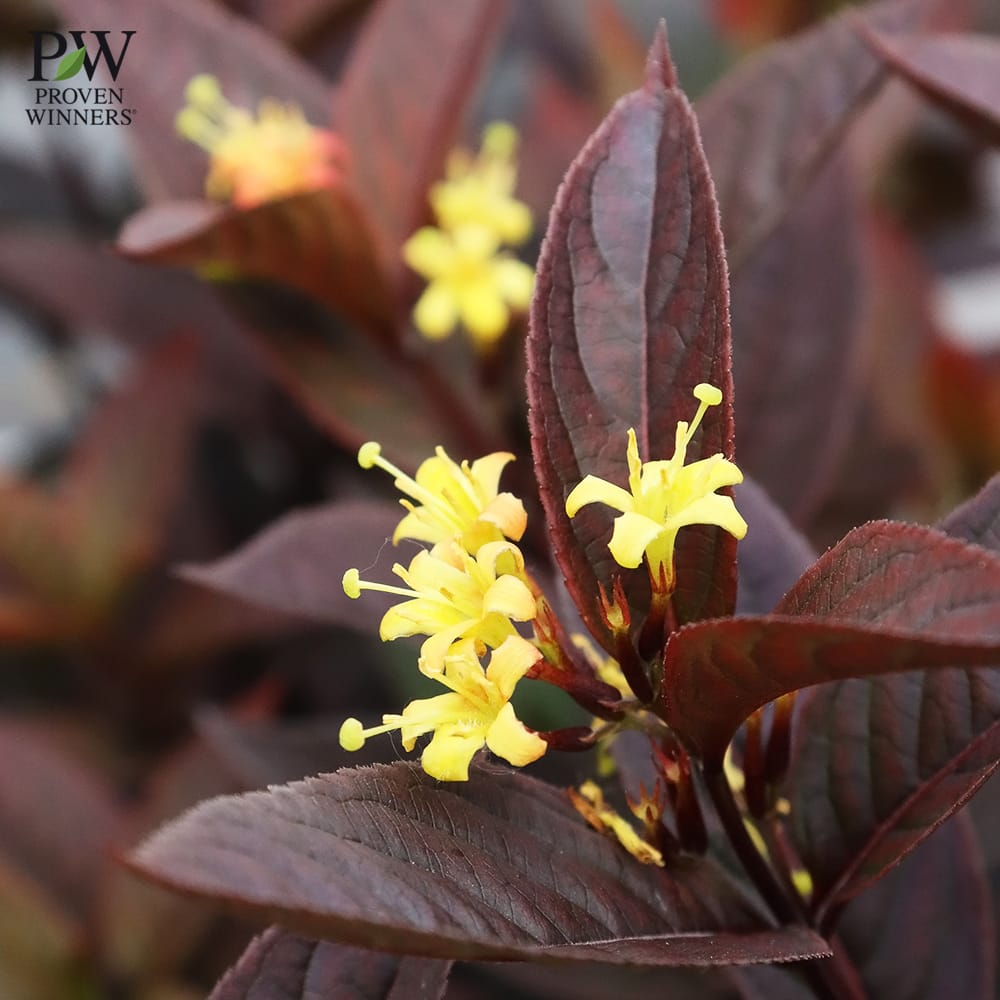 ディエルヴィラ ショコラ 2