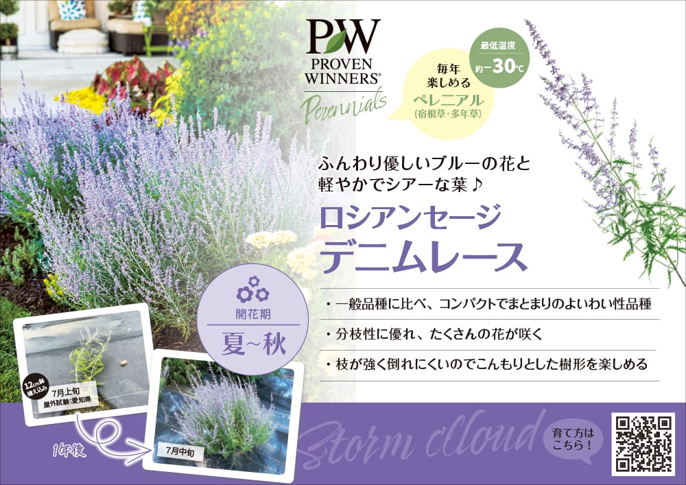 サルビア デニムレース 3