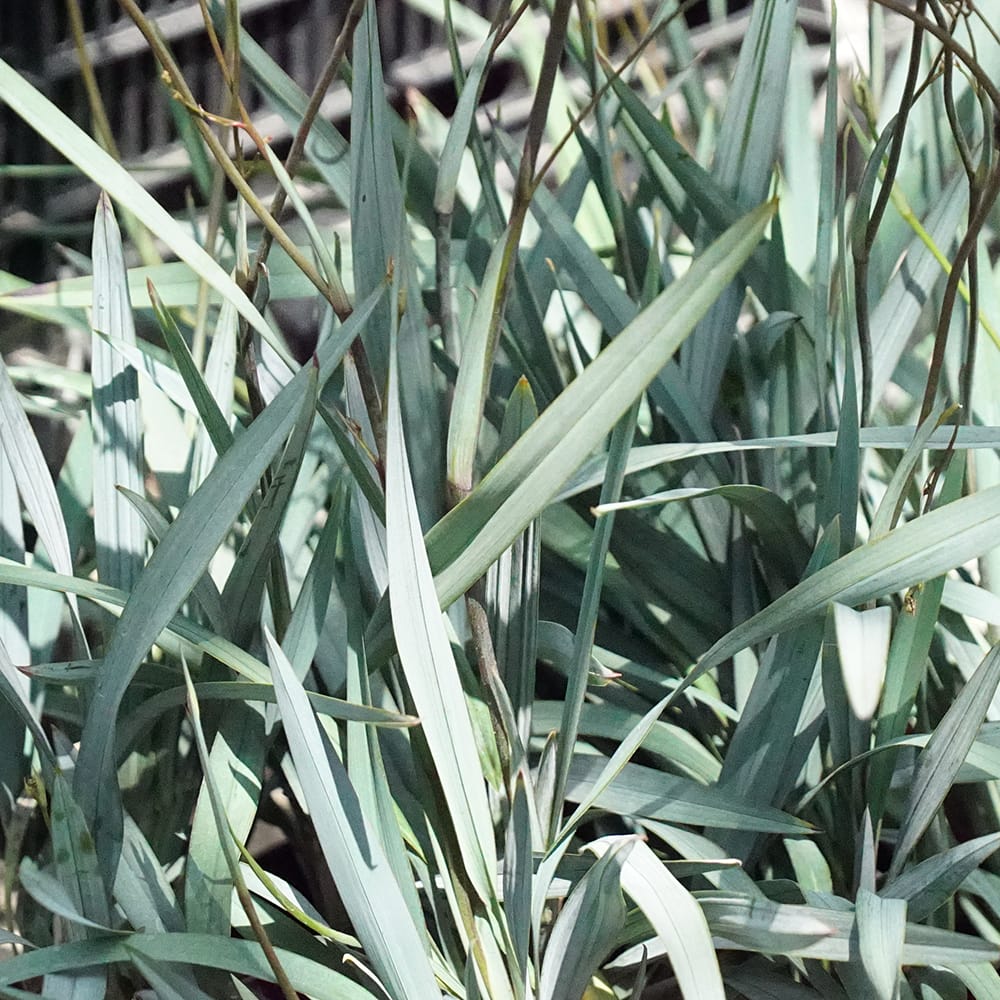 ディアネラ  ブルーストリーム 2