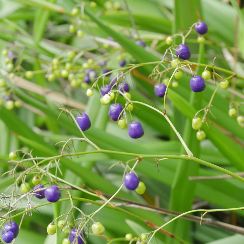 ディアネラ  ブルーストリーム 1