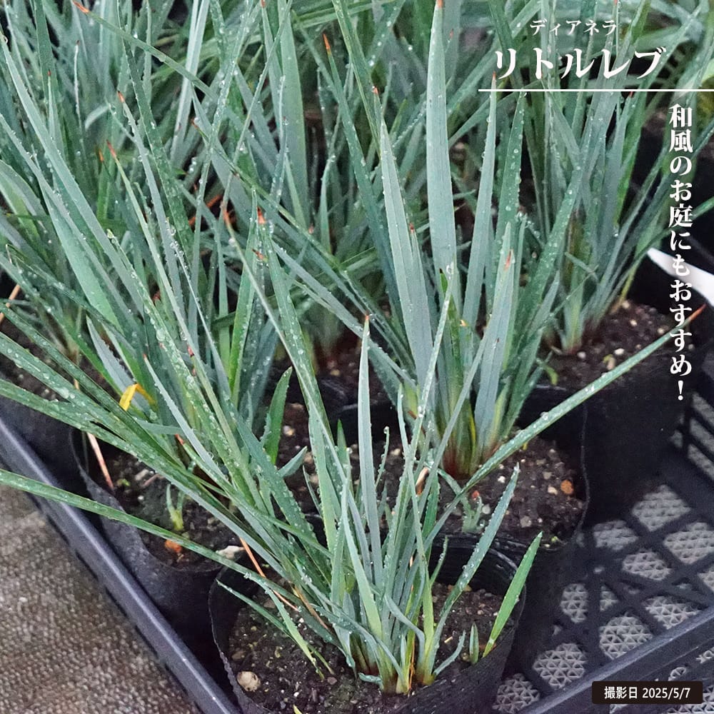 ディアネラ リトルレブ 