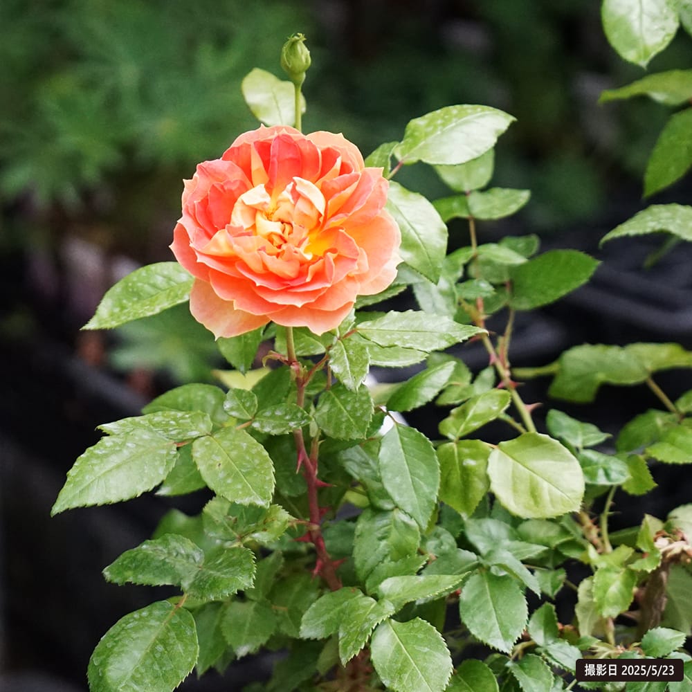 バラ ランタン シトロイユ 3