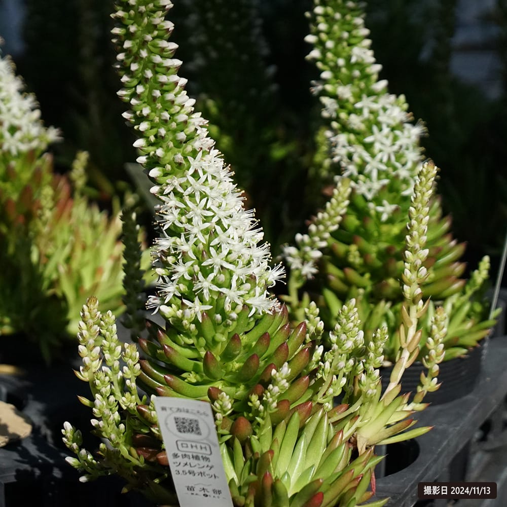 ツメレンゲ ツメレンゲ 1