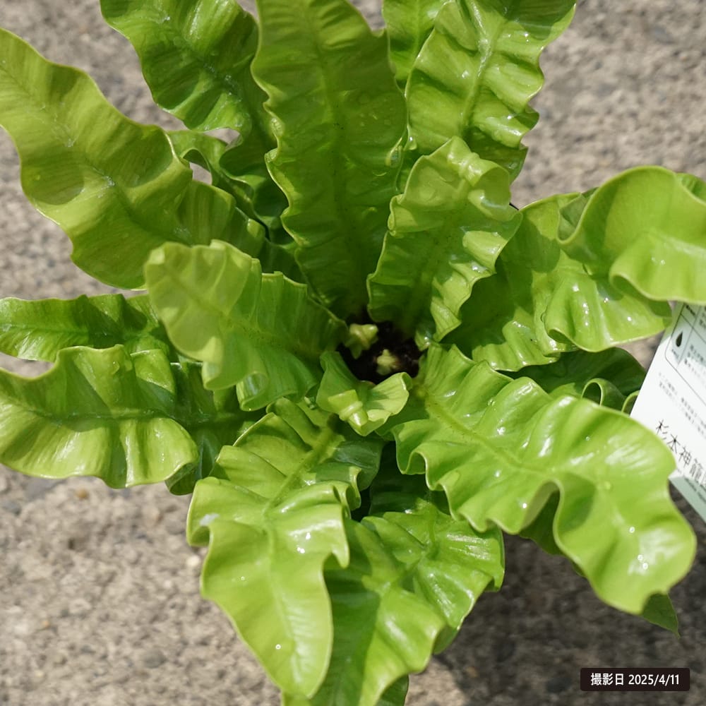 アスプレニウム エメラルドウェーブ 2