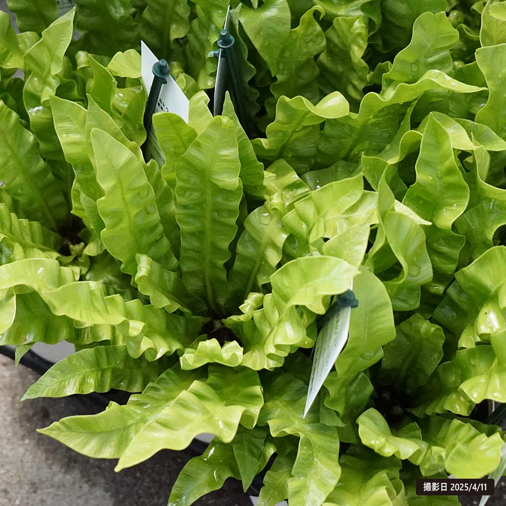 アスプレニウム エメラルドウェーブ 4