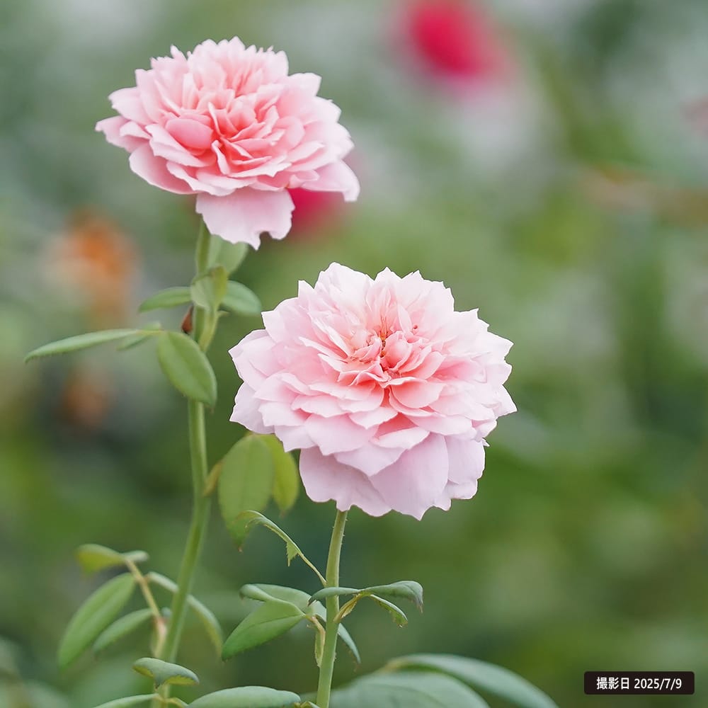 バラ ジアレンウィックローズ 