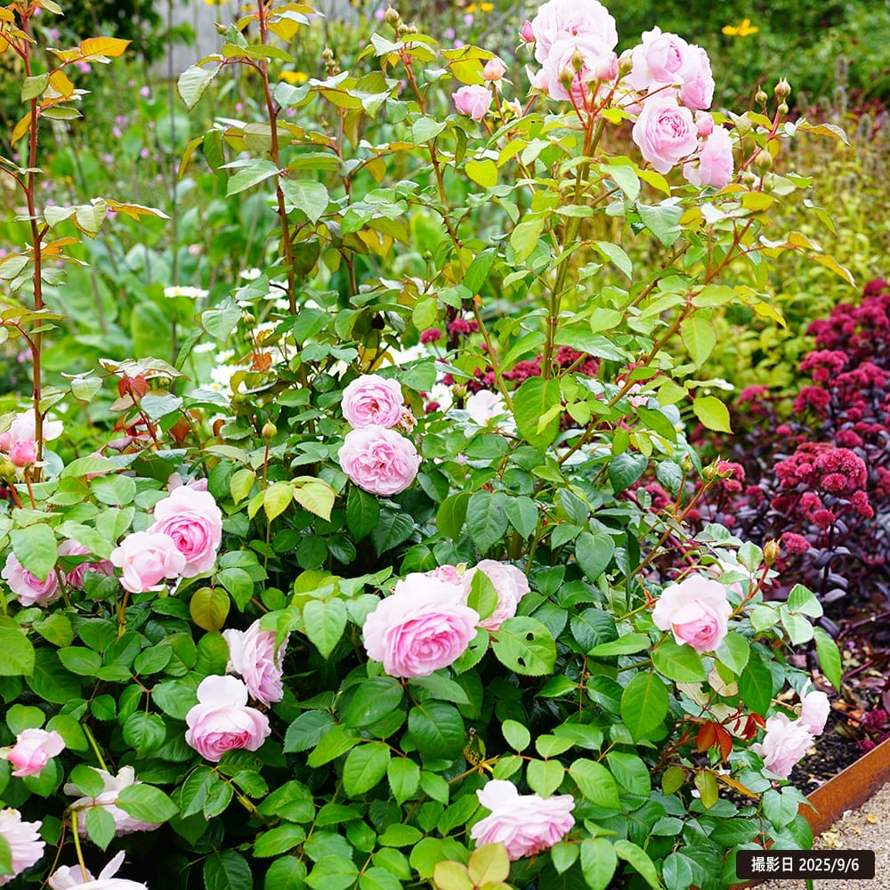 バラ ウィズレー2008 1