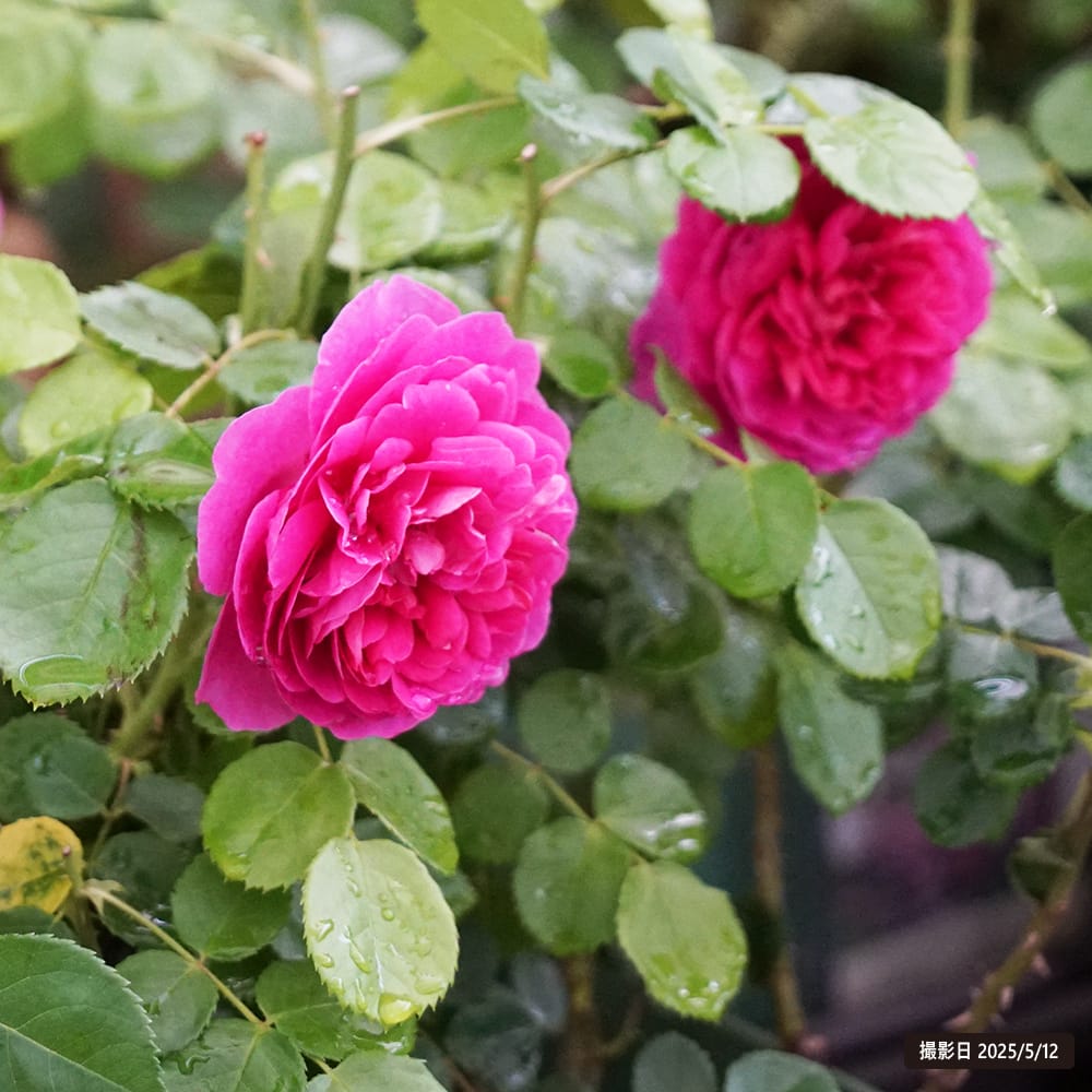 バラ プリンセス アン 4