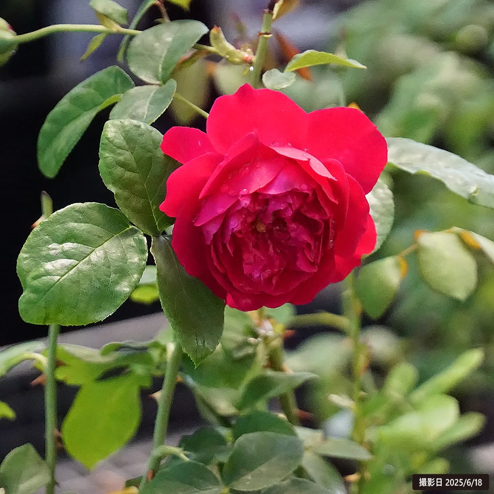 バラ トーマス エイ ベケット 3