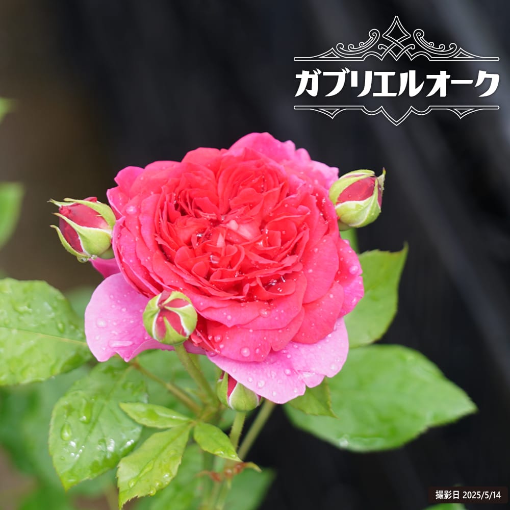 バラ ガブリエルオーク 