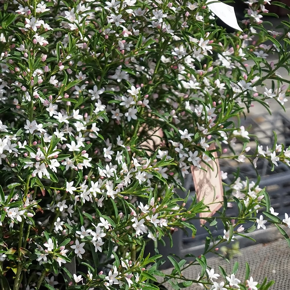 エリオステモン プロファッションの通販 苗木部 By 花ひろばオンライン