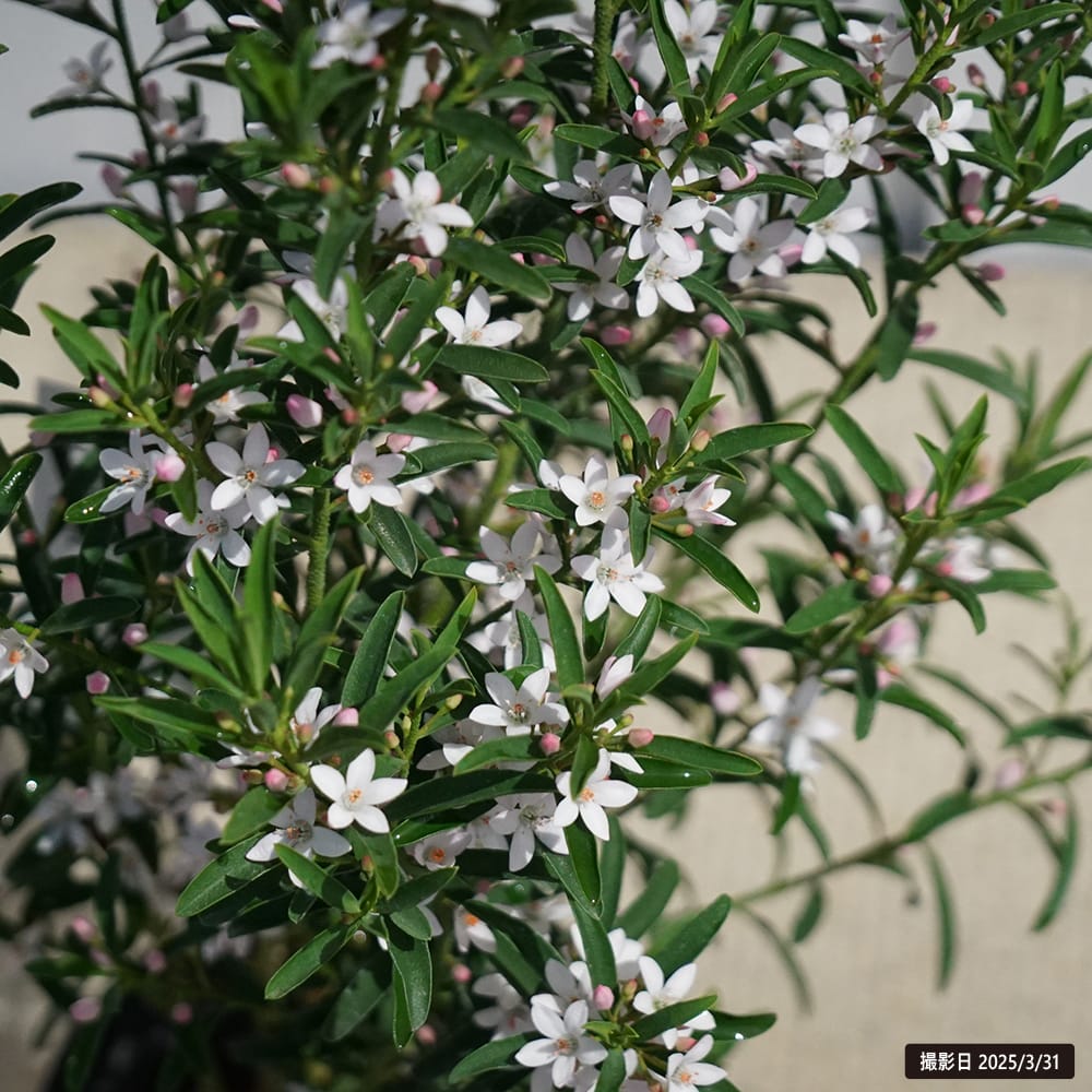 エリオステモン プロファッション 苗 販売 苗木部 By 花ひろばオンライン