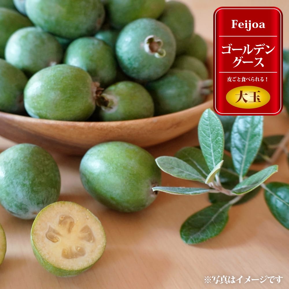 フェイジョア ゴールデングース 