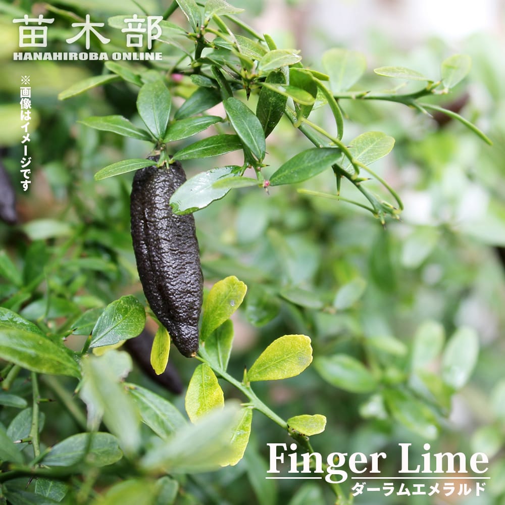 フィンガーライム ダーラムエメラルド 1